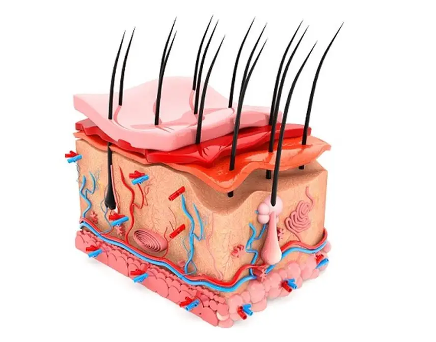 راههای تقویت فولیکول مو