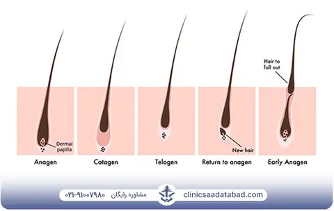رشد اولیه مو